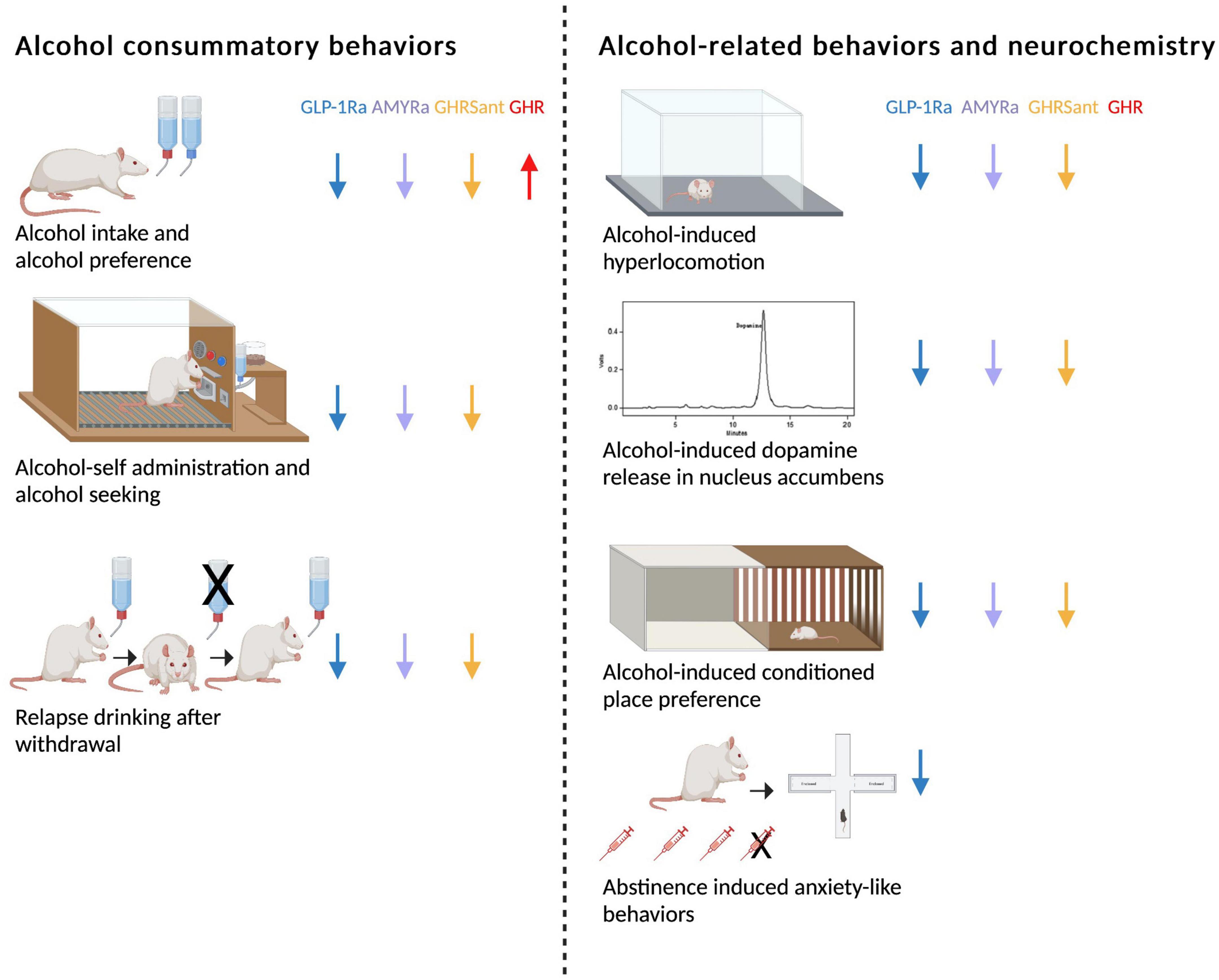 Insight into the role of the gut-brain axis in alcohol-related responses: Emphasis on GLP-1, amylin, and ghrelin